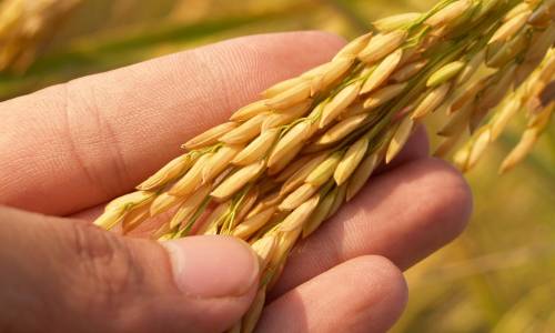 41330-agriculture-1552390_1920