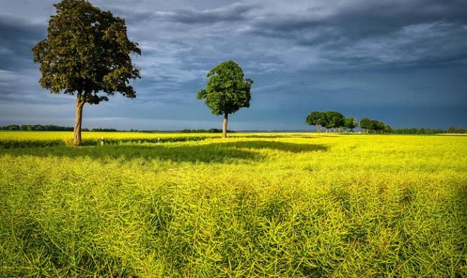 fietzfotos-field-of-rapeseeds-7302708_640