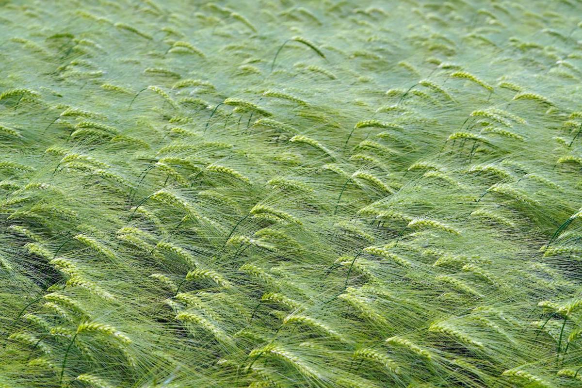 matthiasboeckel-grain-field-7225738