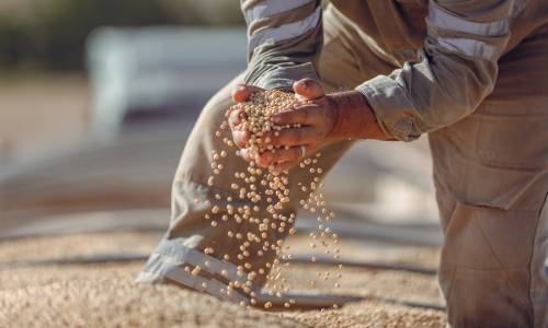 melquizedequesousa-harvest-9554553_1920