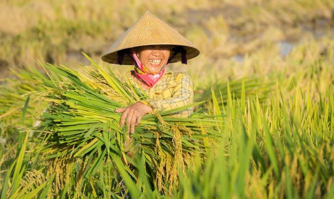 truongdinhanh-rice-9829225_1280